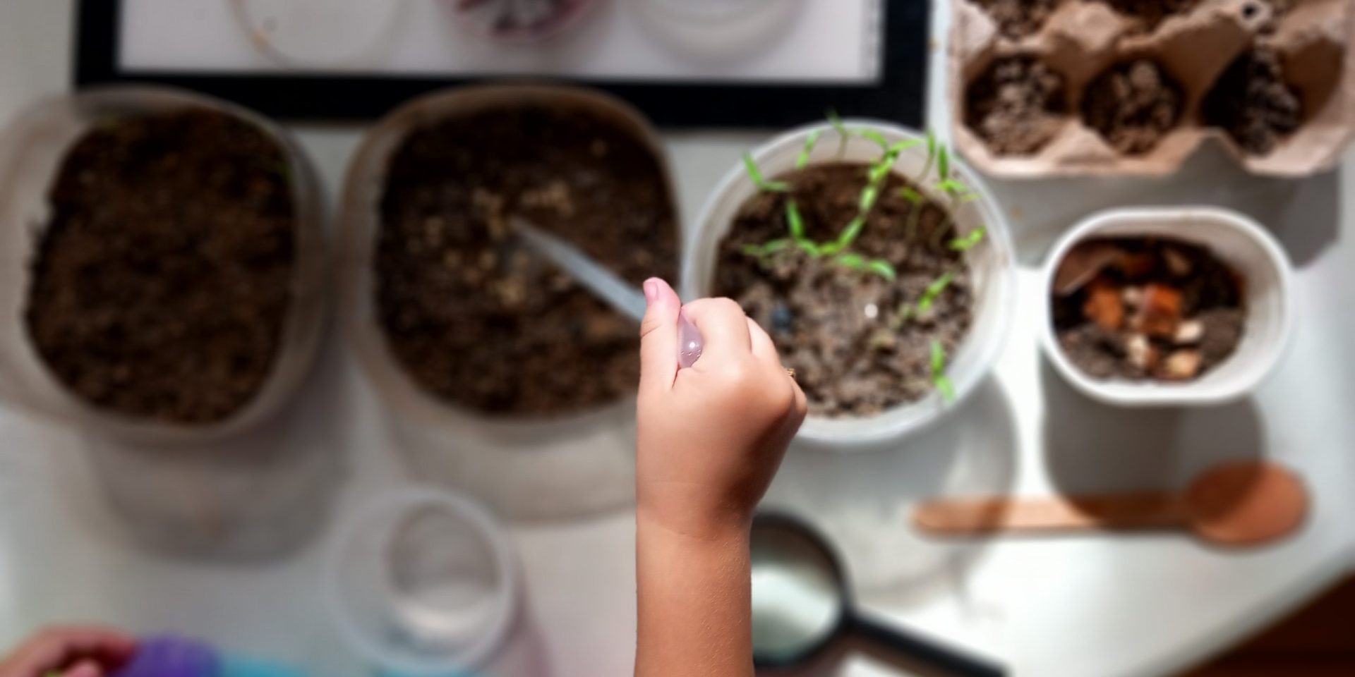 planting